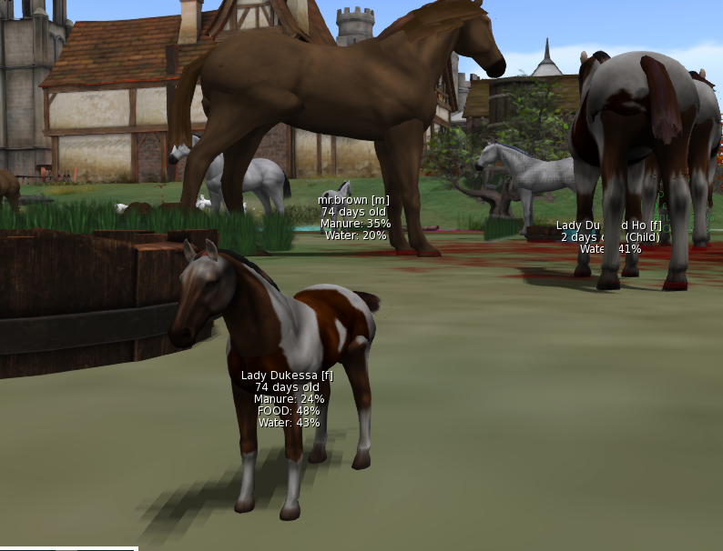Hello everyone, another mystery: have you ever seen such a small older mare? I can't explain it because she has given birth, but her foals are of normal size :) Thanks for your help!! :)
